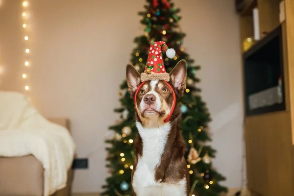 Szczęśliwego Nowego Roku Wesołych Świąt Słodki Pies Pobliżu Choinki Pies — Zdjęcie stockowe