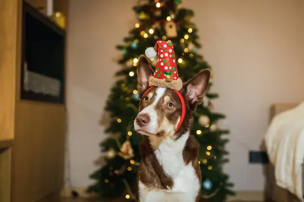 Новым Годом Рождеством Христовым Милая Собачка Возле Рождественской Елки Собака — стоковое фото