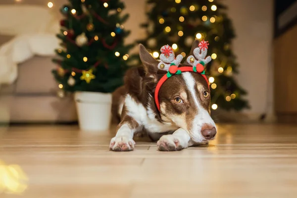 Cute Pies Poroża Reniferów Przynosząc Zabawne Świąteczne Dotyk Obchodów Bożego — Zdjęcie stockowe