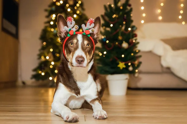 Ren Geyiği Boynuzları Olan Sevimli Köpek Noel Kutlamasına Komik Neşeli — Stok fotoğraf