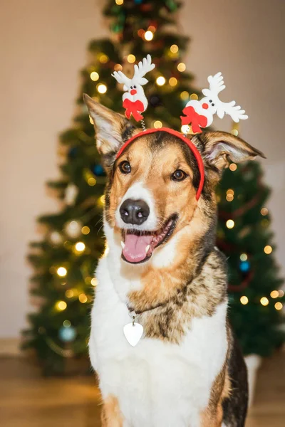 Милая Собака Оленьими Рогами Приносящая Забавное Праздничное Прикосновение Празднованию Рождества — стоковое фото