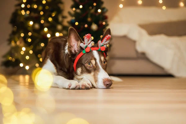 带着驯鹿鹿角的可爱的狗 给圣诞节的庆祝活动带来了有趣和欢乐的气氛 — 图库照片