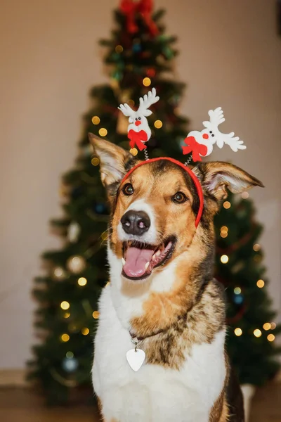 Ren Geyiği Boynuzları Olan Sevimli Köpek Noel Kutlamasına Komik Neşeli — Stok fotoğraf