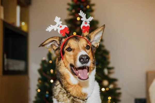 Симпатична Собака Оленячими Рогами Приносячи Кумедний Святковий Дотик Святкування Різдва — стокове фото