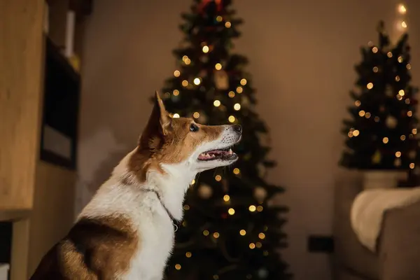 Новым Годом Рождеством Христовым Милая Собачка Возле Рождественской Елки Собака — стоковое фото