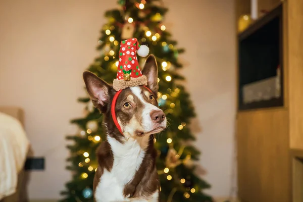 Godt Nytår Glædelig Jul Sød Hund Nær Juletræet Hunden Venter Stock-foto