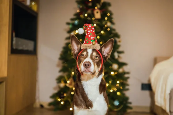 Mutlu Yıllar Mutlu Noeller Noel Ağacının Yanında Şirin Bir Köpek Stok Fotoğraf