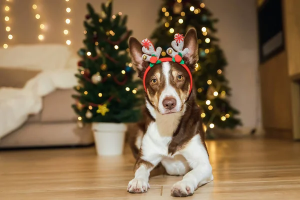 Χαριτωμένο Σκυλί Κέρατα Ταράνδων Φέρνοντας Μια Αστεία Και Εορταστική Πινελιά Royalty Free Εικόνες Αρχείου