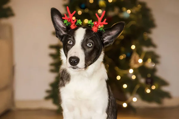 Ren Geyiği Boynuzları Olan Sevimli Köpek Noel Kutlamasına Komik Neşeli Telifsiz Stok Imajlar