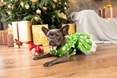 Mutlu yıllar, Noel tatilleri ve kutlamalar. Noel ağacının yanında bir köpek. Tatlı Fransız Bulldog cinsi.