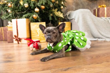 Mutlu yıllar, Noel tatilleri ve kutlamalar. Noel ağacının yanında bir köpek. Tatlı Fransız Bulldog cinsi.