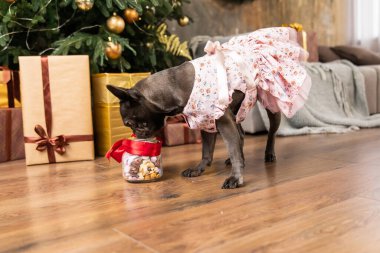 Mutlu yıllar, Noel tatilleri ve kutlamalar. Noel ağacının yanında bir köpek. Tatlı Fransız Bulldog cinsi.