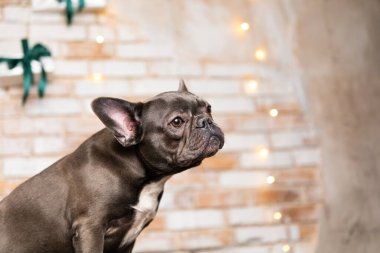 Mutlu yıllar, Noel tatilleri ve kutlamalar. Hediye kutusu olan bir köpek. Tatlı Fransız Bulldog cinsi.