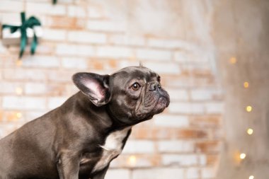 Mutlu yıllar, Noel tatilleri ve kutlamalar. Hediye kutusu olan bir köpek. Tatlı Fransız Bulldog cinsi.