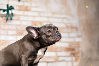 Mutlu yıllar, Noel tatilleri ve kutlamalar. Hediye kutusu olan bir köpek. Tatlı Fransız Bulldog cinsi.