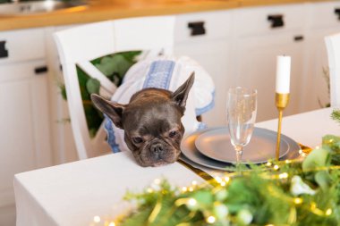 Mutlu yıllar, Noel tatilleri ve kutlamalar. Köpek festival masasında oturuyor. Tatlı Fransız Bulldog cinsi.