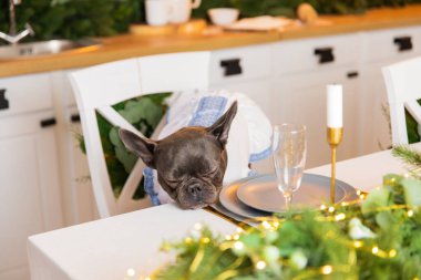 Mutlu yıllar, Noel tatilleri ve kutlamalar. Köpek festival masasında oturuyor. Tatlı Fransız Bulldog cinsi.