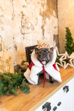 Kırmızı manto ve taç giymiş Fransız bulldog köpeği. Tatil için bir köpek için tematik kıyafet. Kraliyet Köpeği