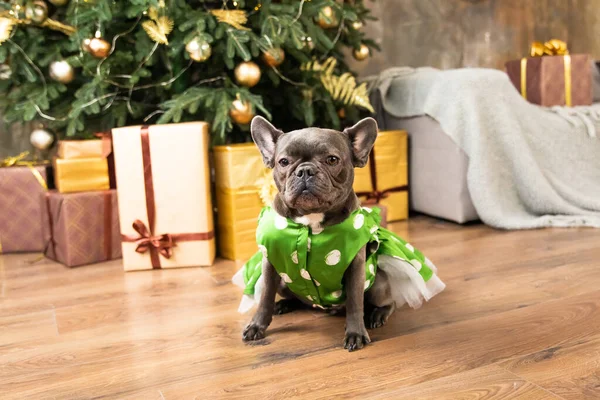 Happy New Year Christmas Holidays Celebration Dog Pet Christmas Tree — Stock Photo, Image