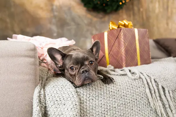 Happy New Year, Christmas holidays and celebration.  Dog (pet) with gift box.  Cute French Bulldog Dog breed