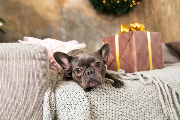 Happy New Year, Christmas holidays and celebration.  Dog (pet) with gift box.  Cute French Bulldog Dog breed
