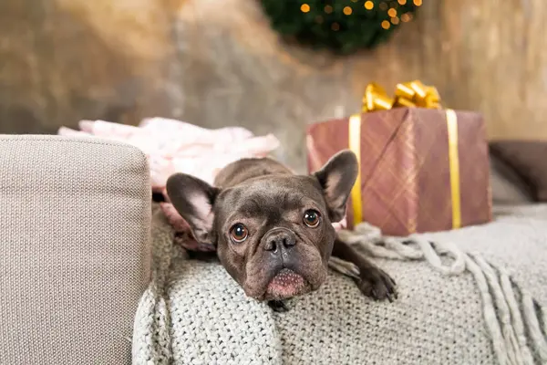 ハッピーニューイヤー クリスマス休暇 お祝い ペット とギフトボックス かわいいフレンチブルドッグ犬種 — ストック写真