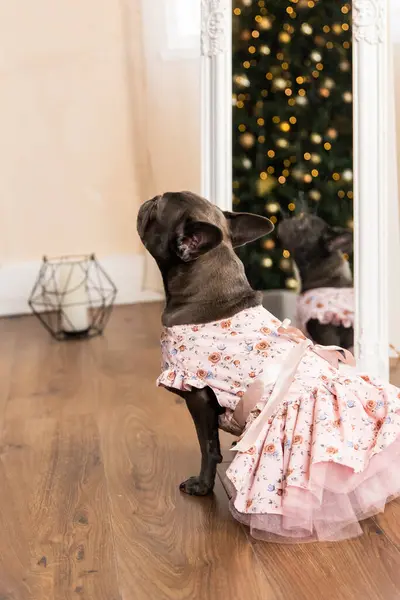 Feliz Ano Novo Natal Celebração Cão Animal Perto Árvore Natal — Fotografia de Stock