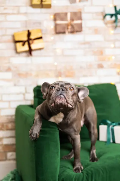 ハッピーニューイヤー クリスマス休暇 お祝い ペット とギフトボックス かわいいフレンチブルドッグ犬種 — ストック写真