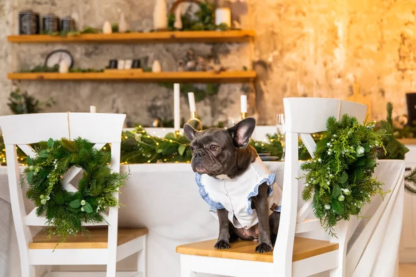 ハッピーニューイヤー クリスマス休暇 お祝い 犬はお祝いのテーブルに座っている かわいいフレンチブルドッグ犬種 — ストック写真