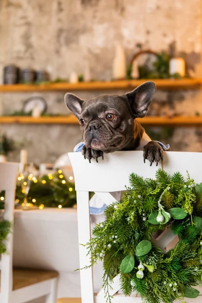 Frohes Neues Jahr Weihnachtsfeiertage Und Feiern Hund Sitzt Festtisch Niedliche — Stockfoto
