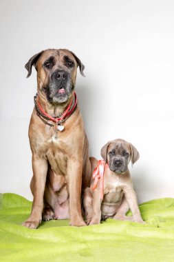 çok güzel cane corso köpek yavrusu