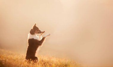 Border Collie köpeği tarlada oturuyor. Sabahın köründe sislerin içinde evcil hayvan.