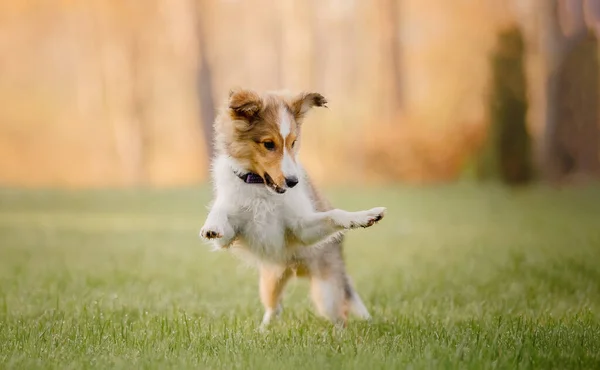 Shetland Sheepdog Puppy Playing Outdoor Summer Autumn Fall Colors Sheltie — Stock Photo, Image