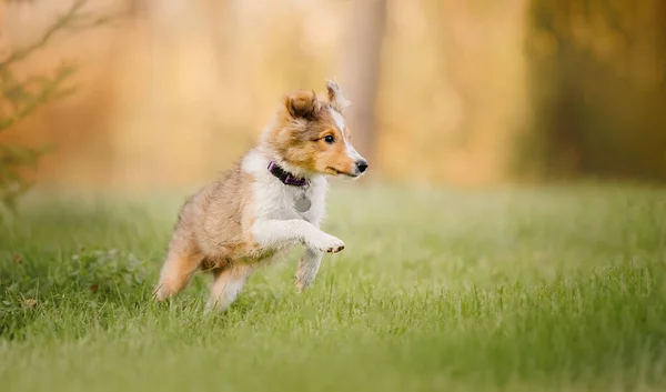 Shetland Sheepdog Puppy Spelen Buiten Zomer Herfst Herfstkleuren Sheltie Hond — Stockfoto