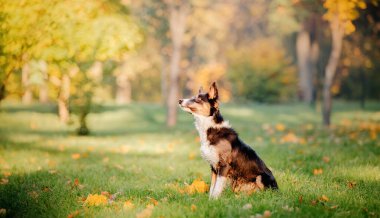 Border Collie köpeği akçaağaç yapraklarıyla oynuyor. Sonbahar sezonu. Sonbaharda köpek.