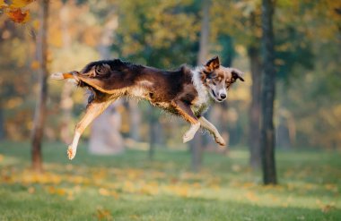 Border Collie köpeği akçaağaç yapraklarıyla oynuyor. Sonbahar sezonu. Sonbaharda köpek.