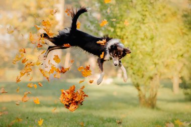 Border Collie köpeği akçaağaç yapraklarıyla oynuyor. Sonbahar sezonu. Sonbaharda köpek.