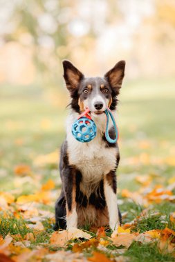 Border collie dog parlak oyuncağı ağzında tutuyor. Sonbahar ve sonbahar renkleri