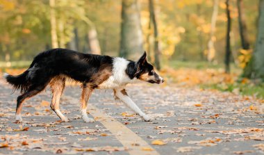 Border Collie 'nin güz sezonu boyunca köpek gezdirmesi. Sonbaharda köpek.