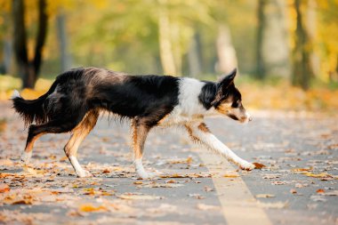 Border Collie 'nin güz sezonu boyunca köpek gezdirmesi. Sonbaharda köpek.