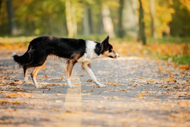 Border Collie 'nin güz sezonu boyunca köpek gezdirmesi. Sonbaharda köpek.
