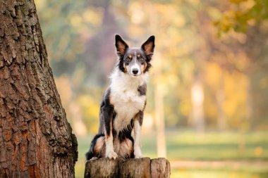 Border Collie 'nin güz sezonu boyunca köpek gezdirmesi. Sonbaharda köpek.