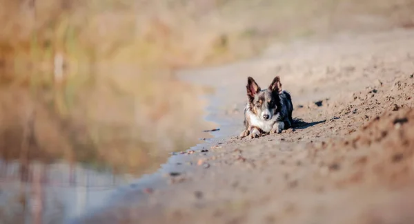 Border collie dog at the water. Water splash, beach, water line.