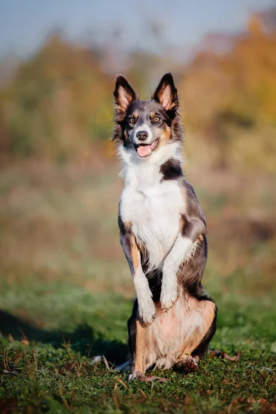 Border Collie Dog Walking Fall Season Dog Autumn — Stock Photo, Image