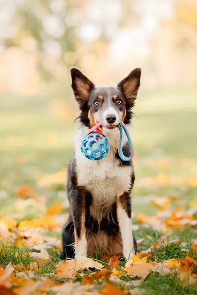 Συνοριακός Σκύλος Που Κρατάει Φωτεινό Παιχνίδι Στο Στόμα Φθινοπωρινή Περίοδος Εικόνα Αρχείου