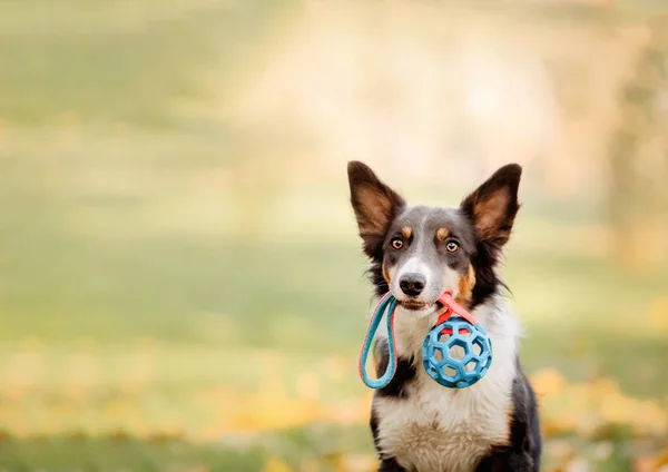 Câine Colie Frontieră Care Ține Jucărie Strălucitoare Gură Culorile Sezonului fotografii de stoc fără drepturi de autor