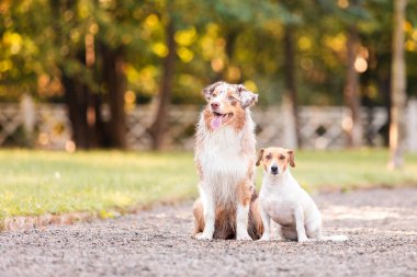 Avustralyalı çoban ve Jack Russell köpekleri parkta yürüyüşe çıktılar. Yürüyüşe çıkmış bir grup köpek..