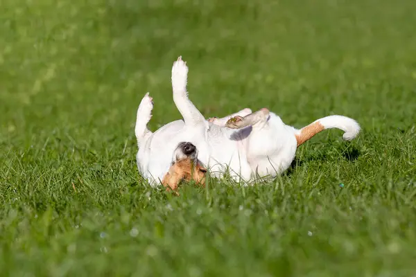 Cães Terrier Jack Russell Reproduzem Passeio Parque Cão Grama Verde — Fotografia de Stock