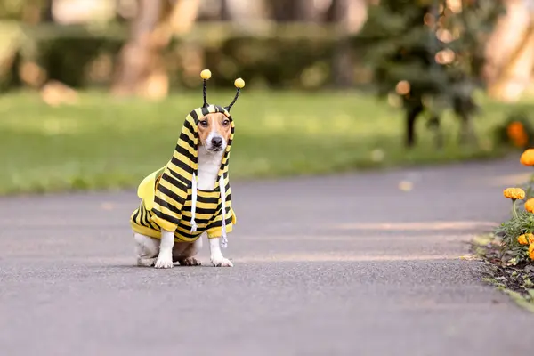 Dog Dressed Bee Park Jack Russell Terrier Dog Breed — Stock Photo, Image