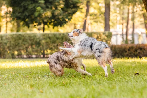 Dois Cães Pastores Australianos Brincam Lutando Uma Grama Verde — Fotografia de Stock